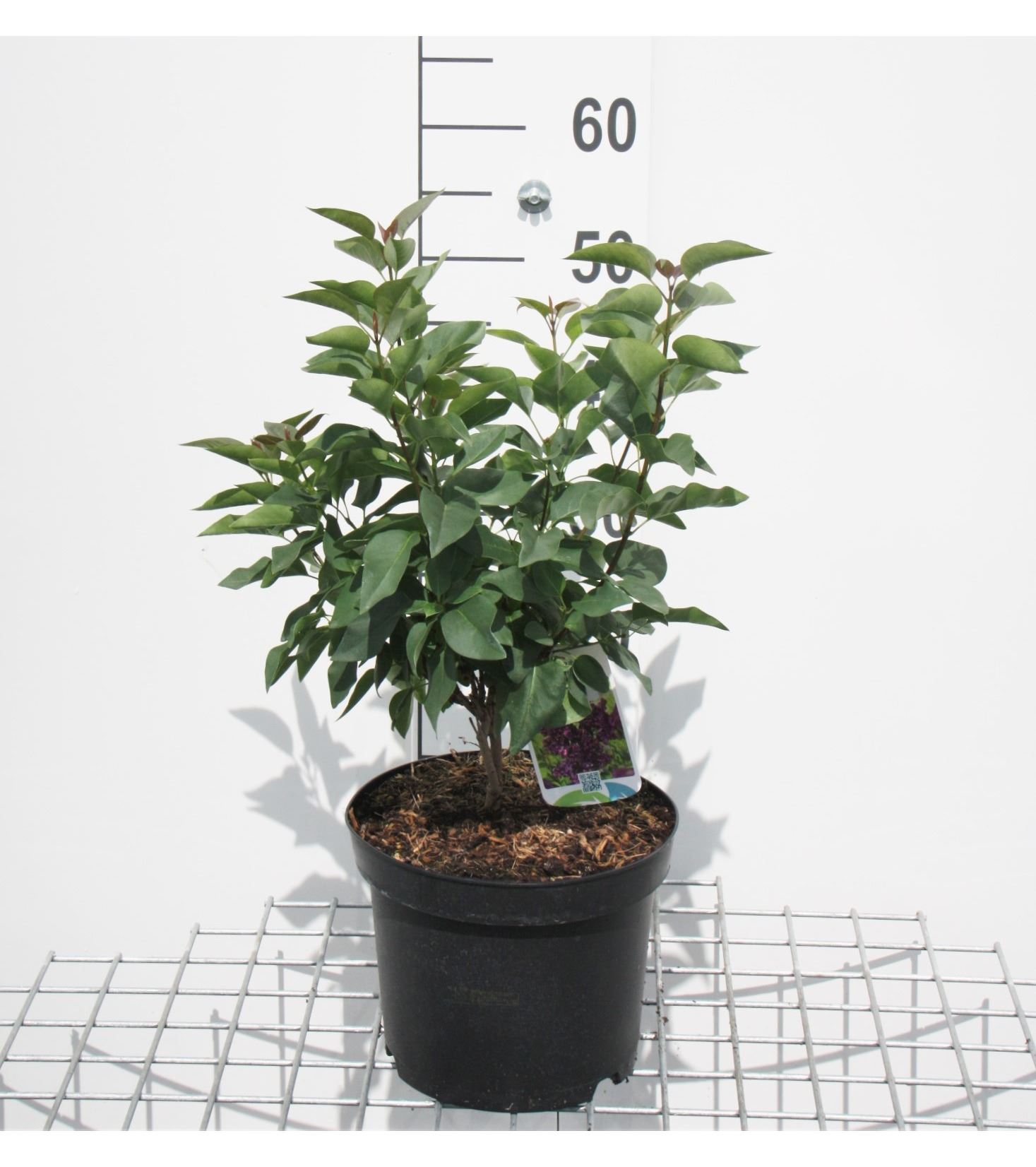 Syringa vulgaris 'Charles Joly' - pot - 50-60 cm