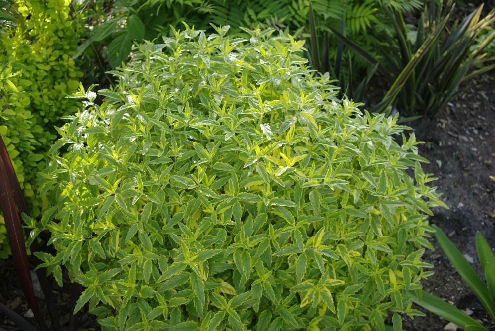 Plantenfiche-Caryopteris-x-clandonensis-Summer-Sorbet-
