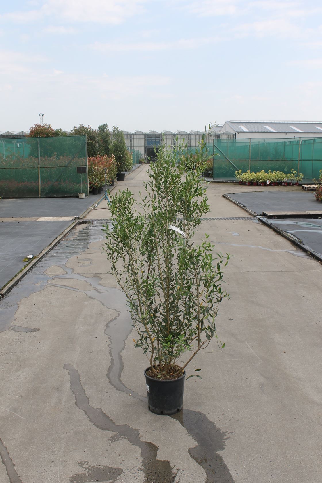 Phillyrea angustifolia - pot 18L - 125-150 cm