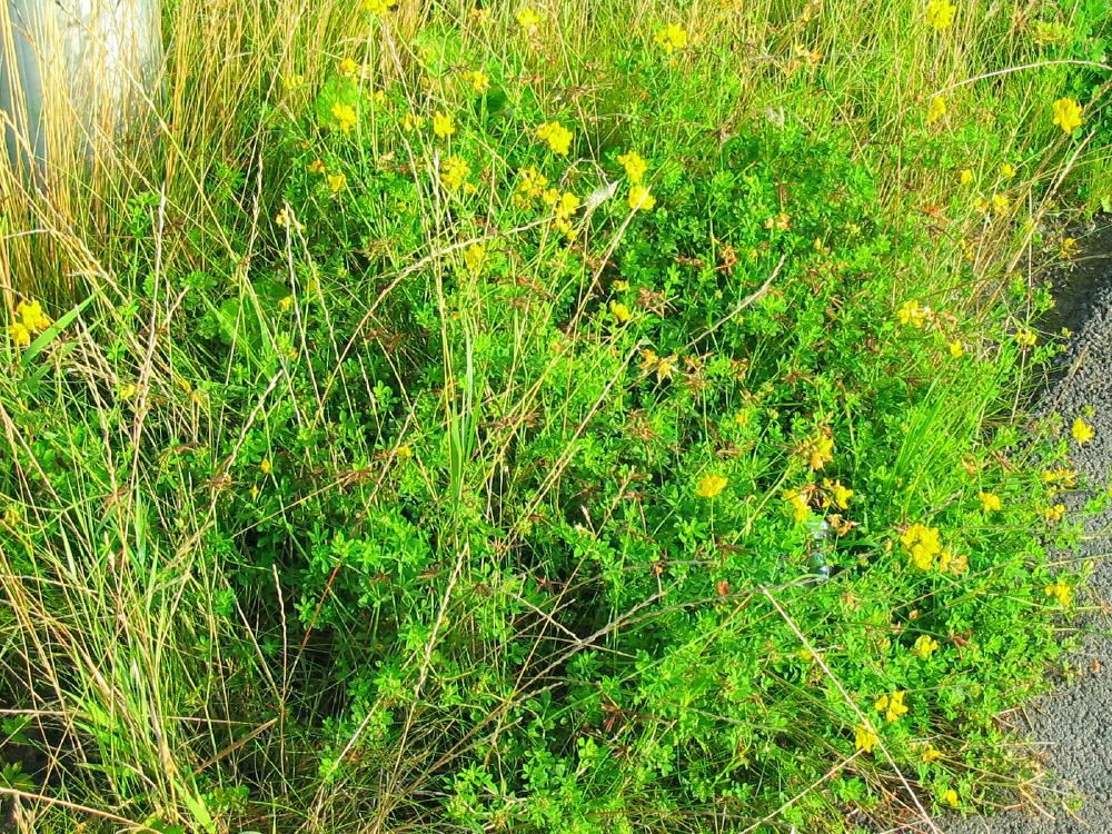 Plantenfiche-Lotus-corniculatus