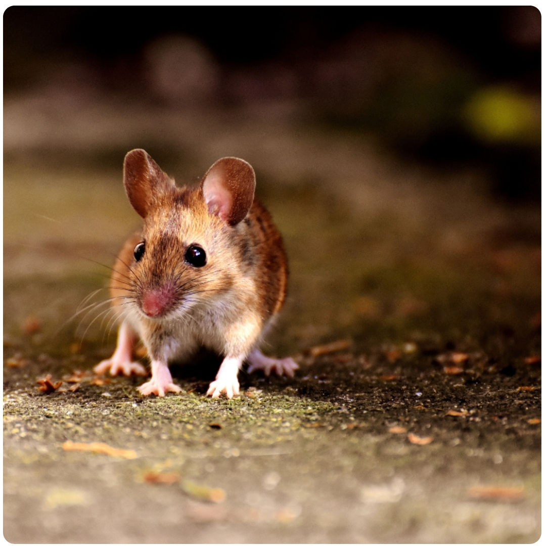contrôle des rats et des souris