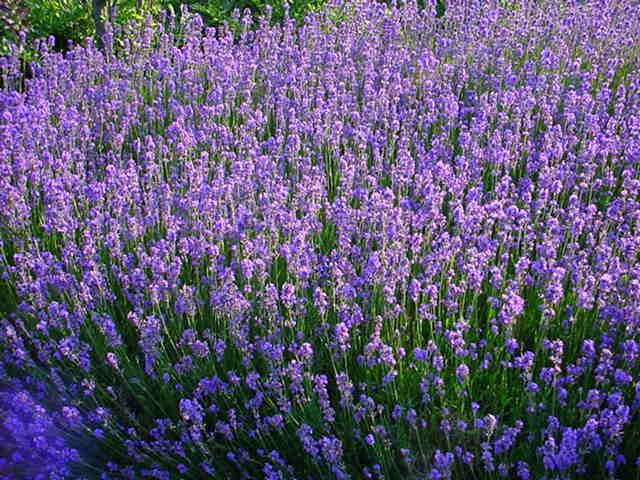 Plantenfiche-Lavandula-angustifolia-Munstead-