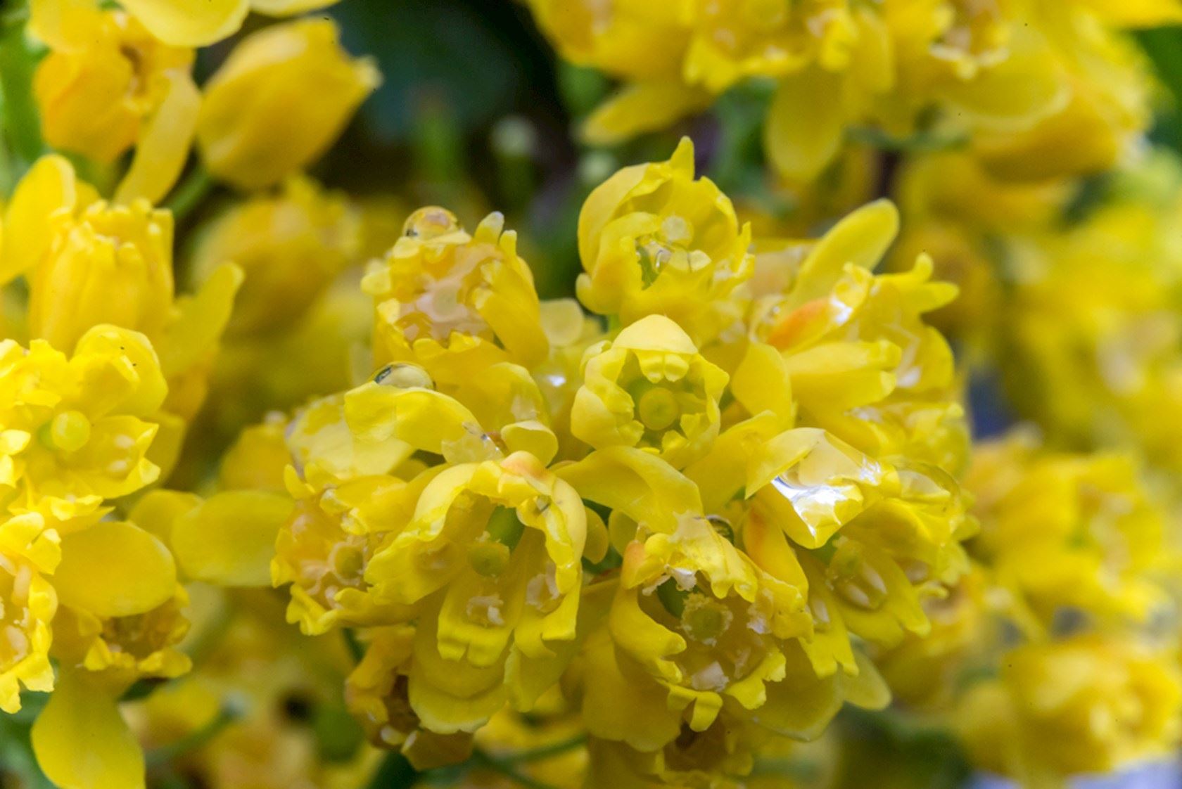 Plantenfiche-Mahonia-aquifolium-Apollo-