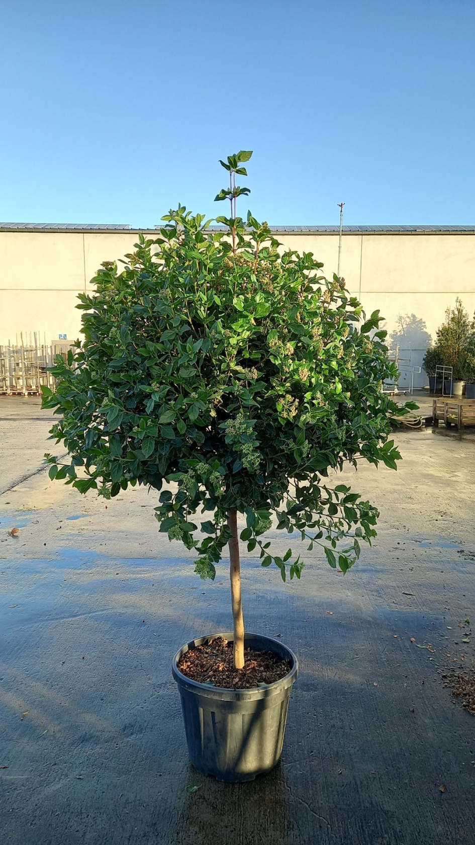 Viburnum tinus 'Eve Price' - pot 45L - semi-stem tree