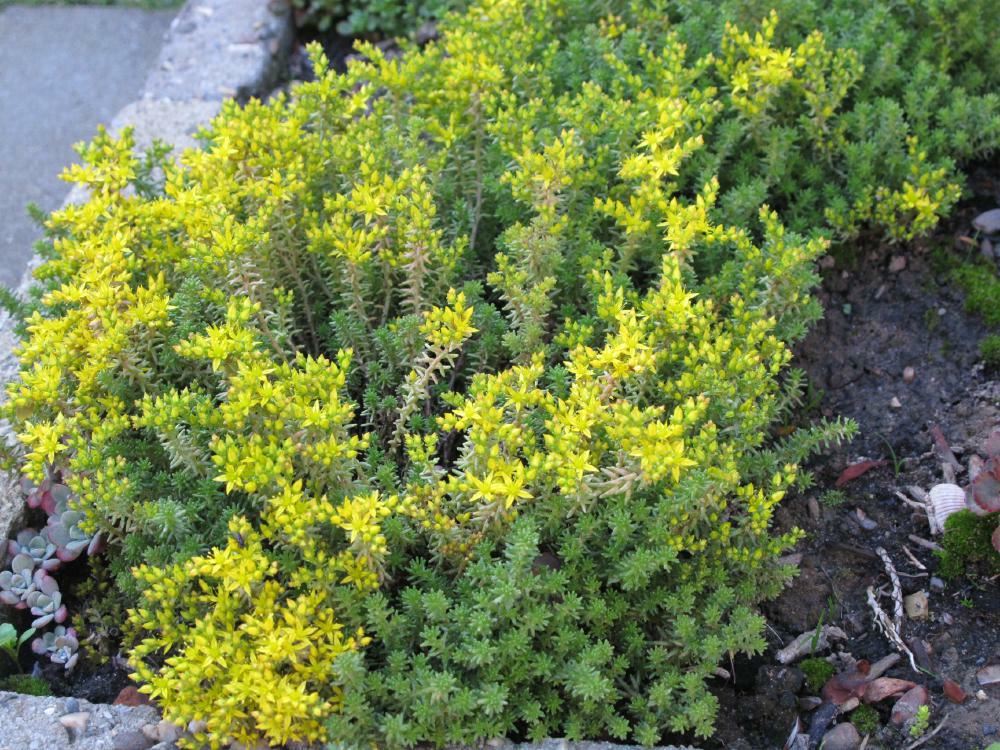 Plantenfiche-Sedum-sexangulare