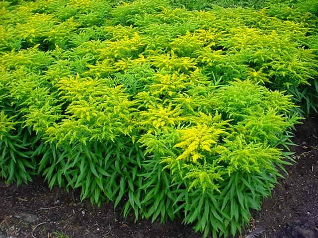 Plantenfiche-Solidago-Strahlenkrone-