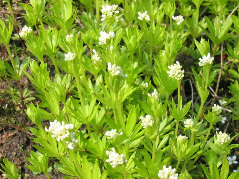Plantenfiche-Galium-odoratum-Lievevrouwbedstro-