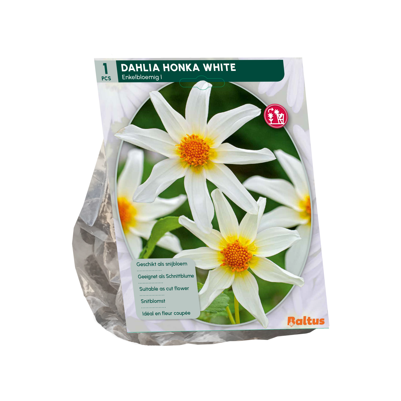 Baltus dahlia 'Honka White' - Najaarsbloeiers - 1 bol (wit)