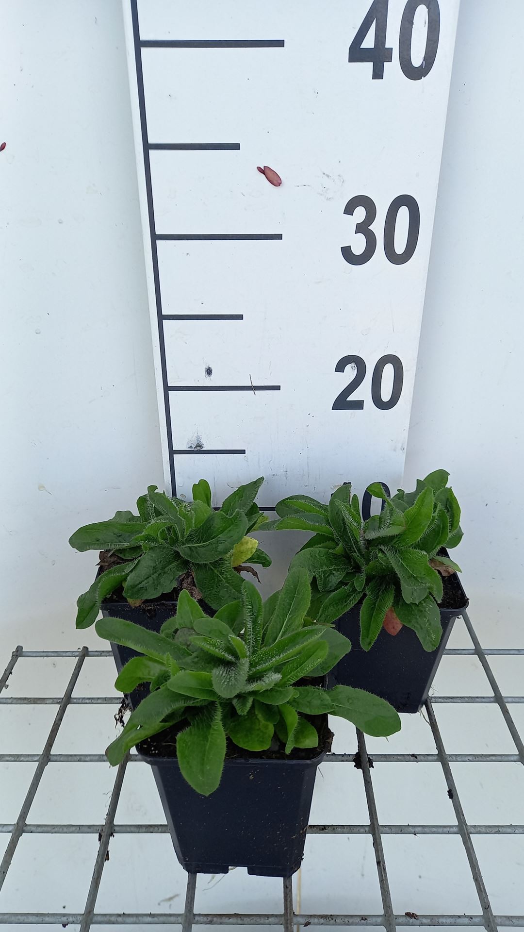 Hieracium aurantiacum - pot 9x9 cm