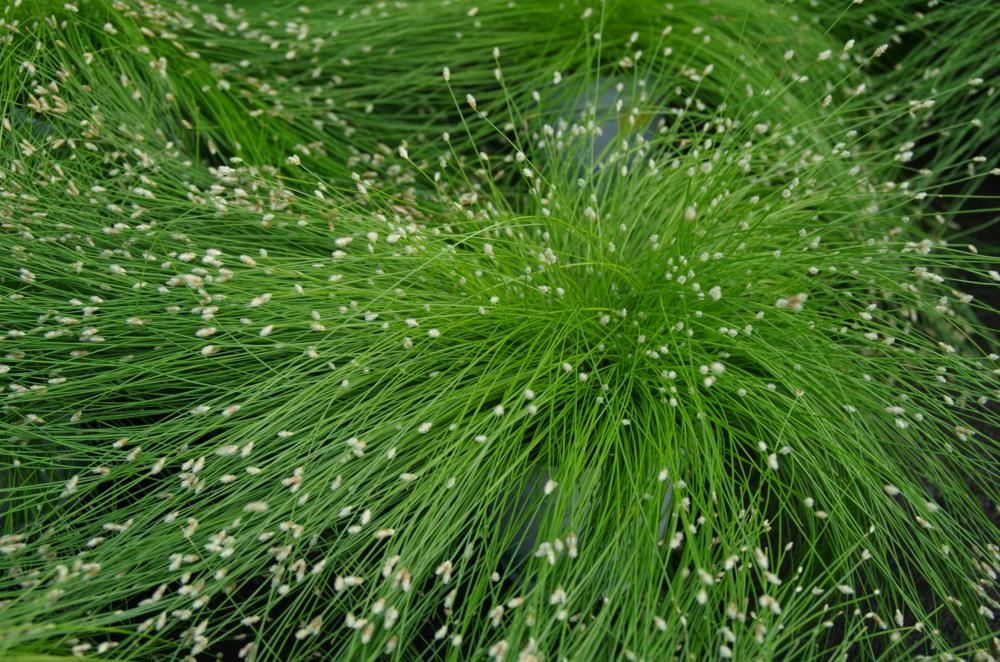 Plantenfiche-Isolepis-cernua