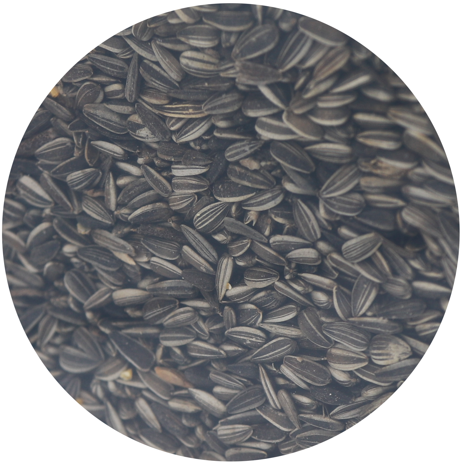 Famiflora Graines de tournesol striées - Sac de 750g - Nourriture classique pour oiseaux - Nourriture pour oiseaux de jardin - Nourriture d'hiver