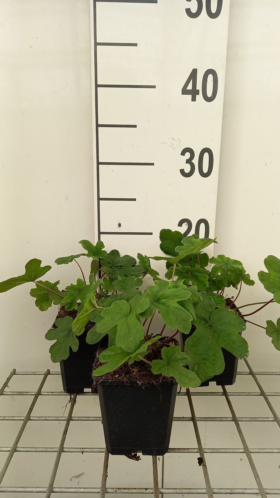 Tiarella 'Spring Symphony' - pot 9x9 cm