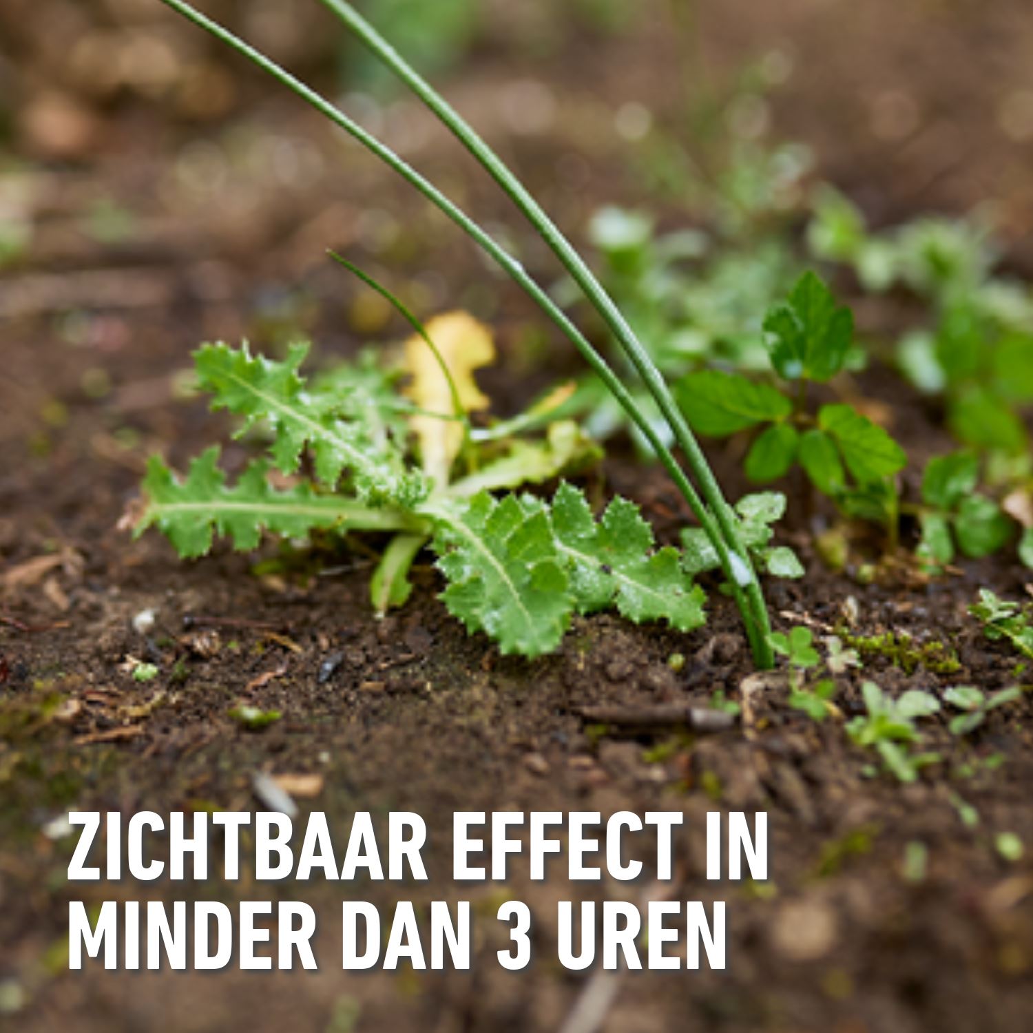 Totaal-anti-onkruid-anti-mos-concentraat-1L