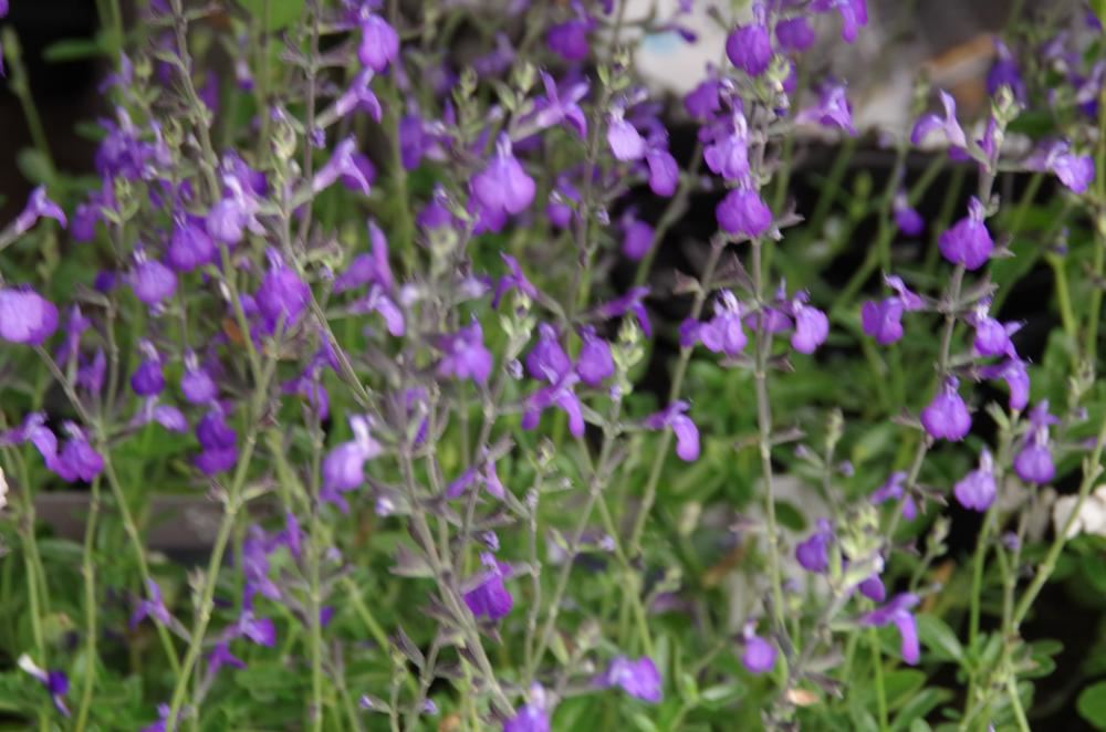 Plantenfiche-Salvia-lycioides