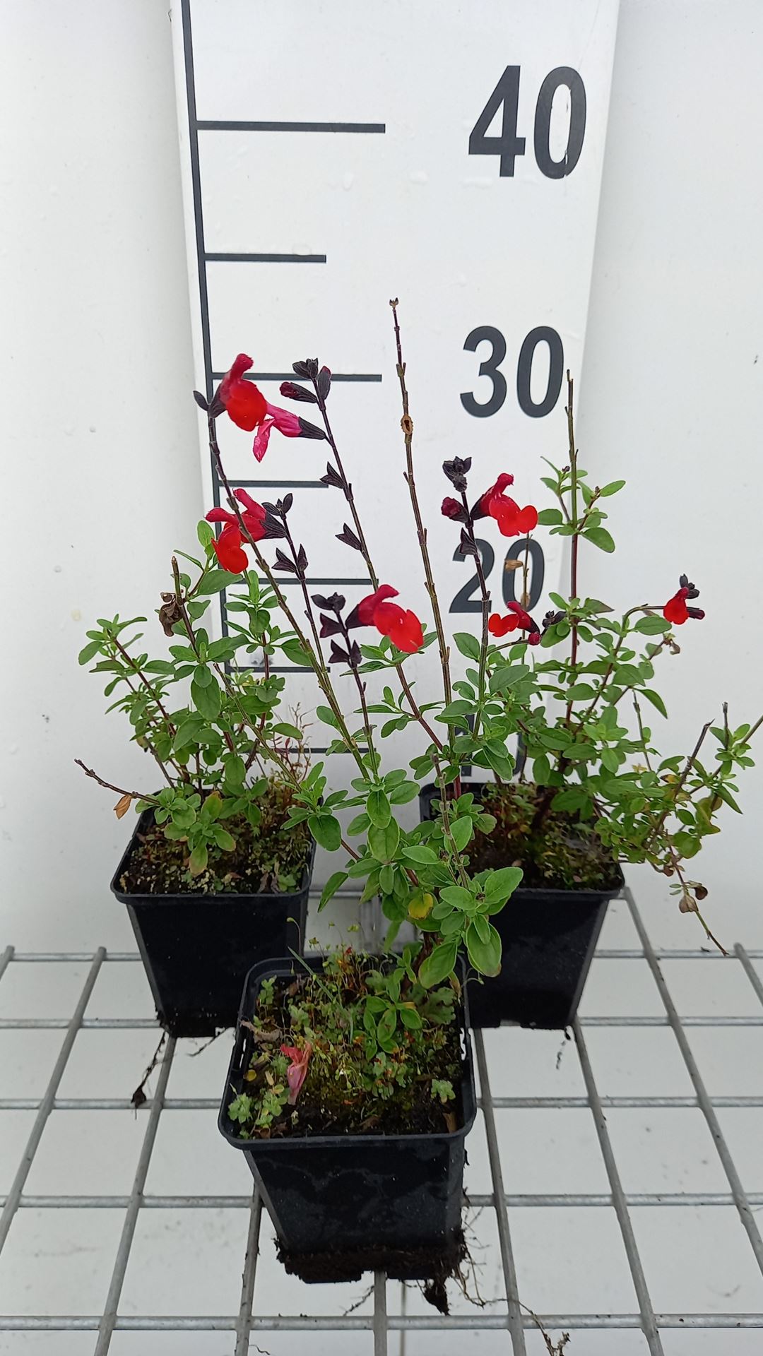 Salvia 'Royal Bumble' - pot 9x9 cm