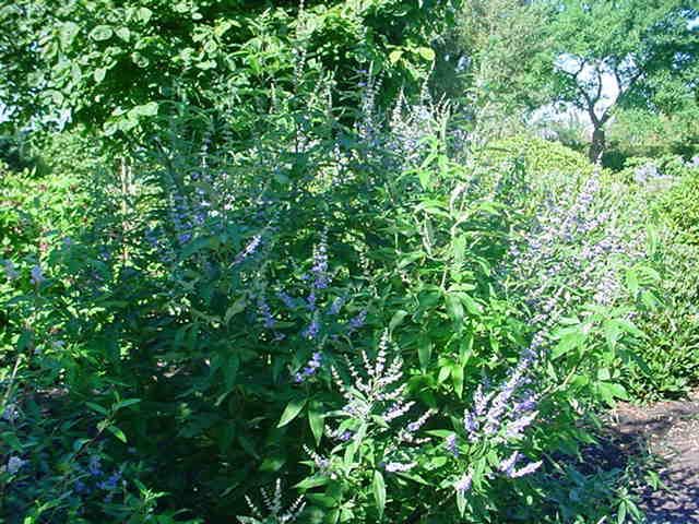 Plantenfiche-Vitex-agnus-castus