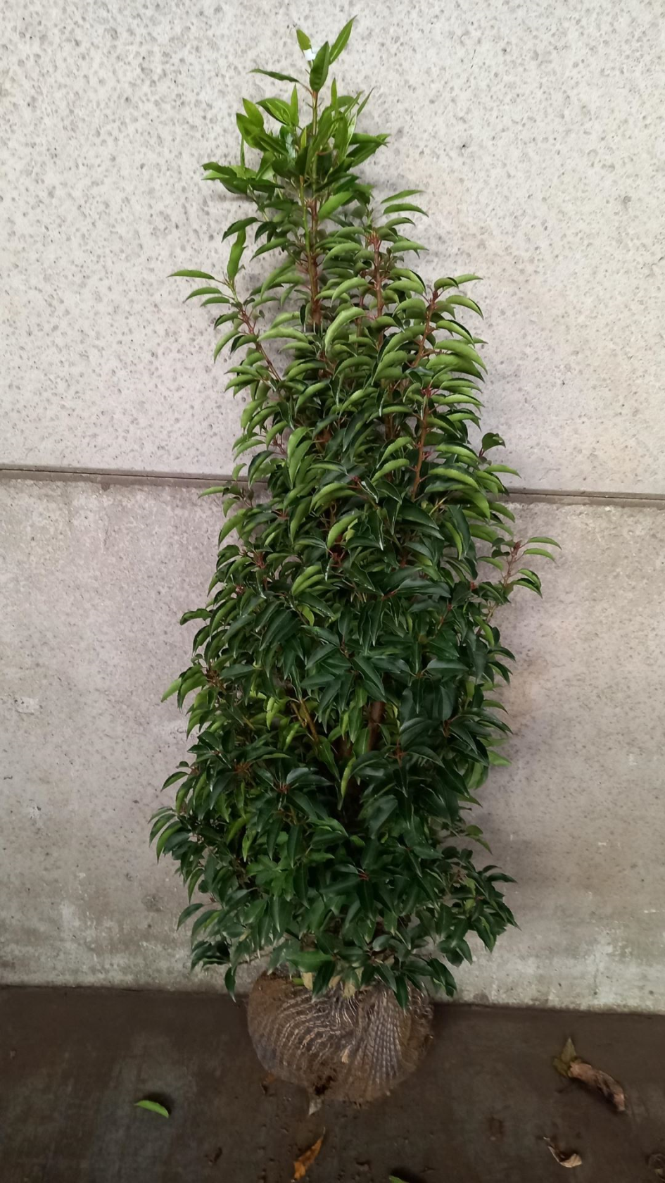 Prunus lusitanica 'Angustifolia' - clod of earth - 120-140 cm