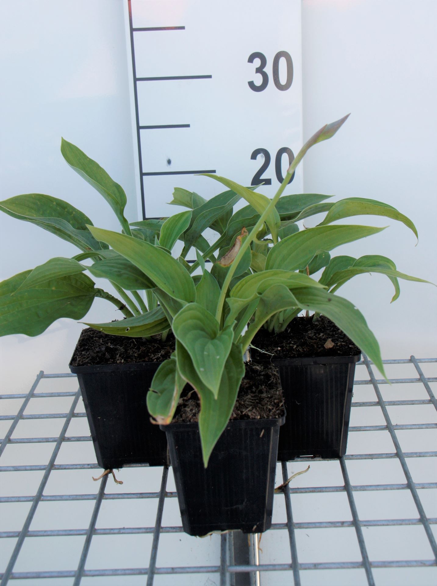 Hosta 'Fortunei Albopicta' - pot 9x9 cm