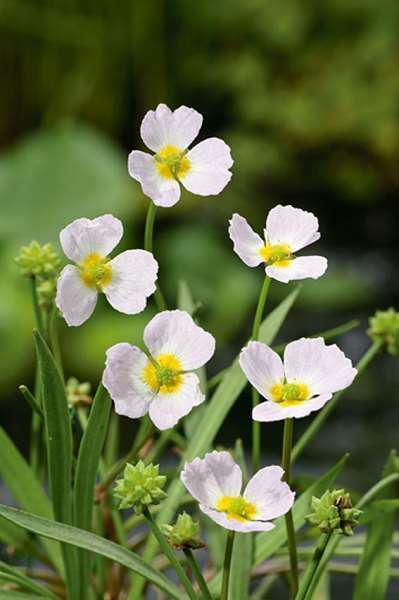 Baldellia ranunculoides - pot 9x9 cm