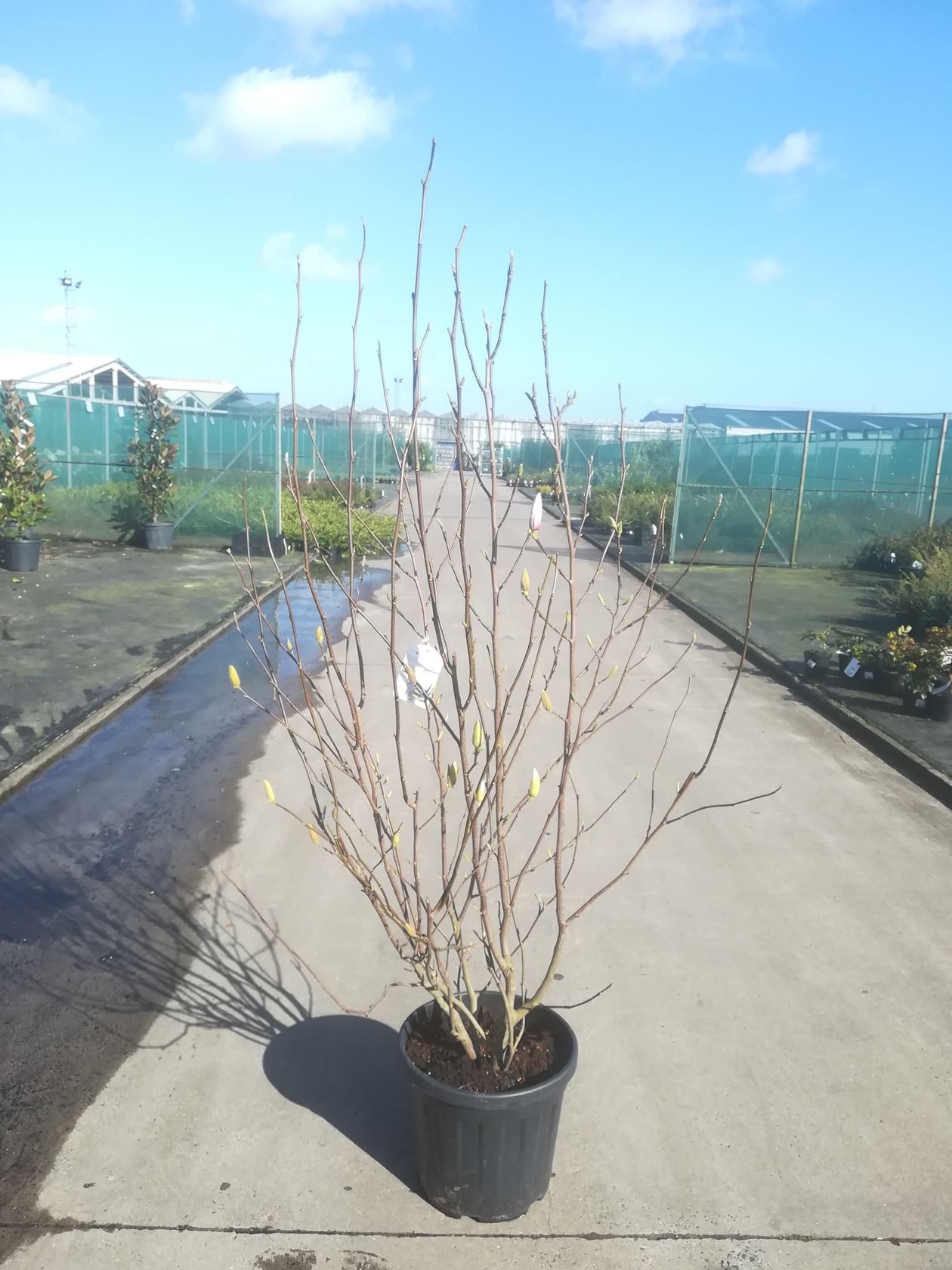 Magnolia x soulangeana - pot 12L - 125-150 cm