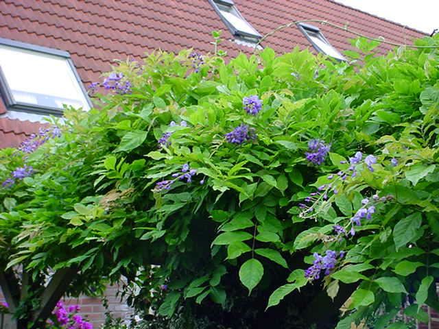 Plantenfiche-Wisteria-sinensis-Prolific-