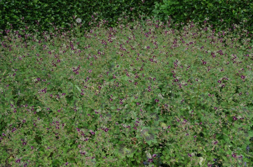 Plantenfiche-Geranium-phaeum-Samobor-