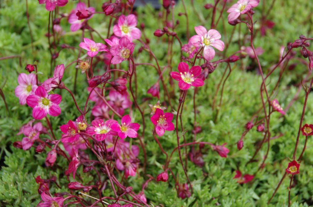 Plantenfiche-Saxifraga-Purpurteppich-