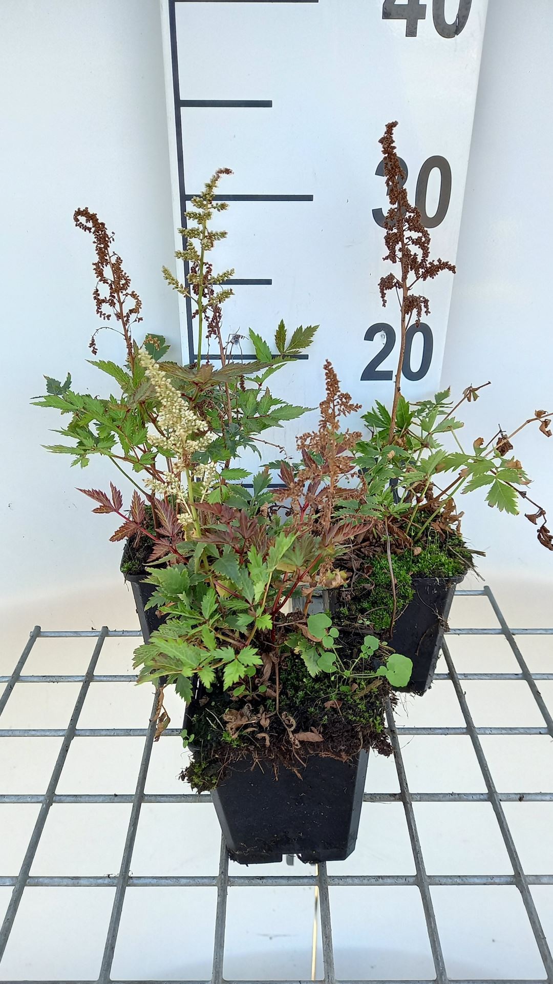 Astilbe 'Irrlicht' - pot 9x9 cm