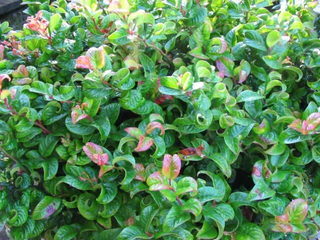 Plantenfiche-Leucothoe-axillaris-Curly-Red-