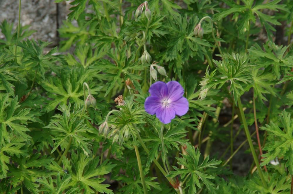 Plantenfiche-Geranium-Orion-