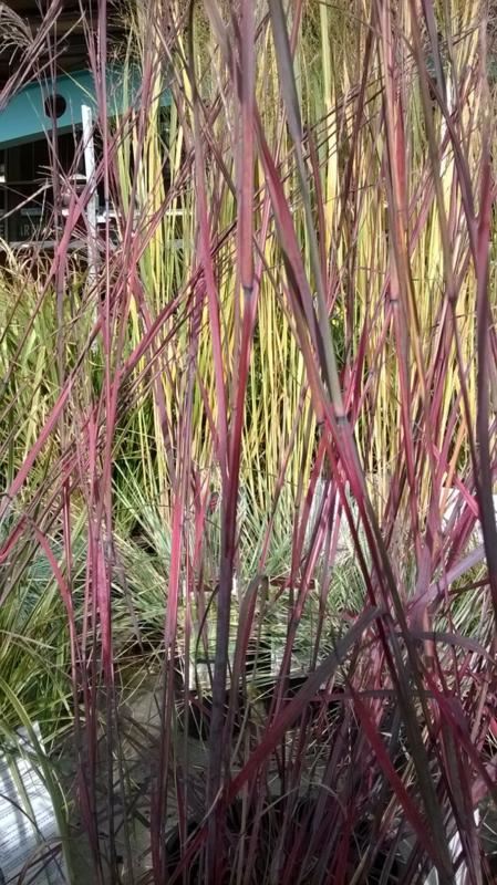 Plantenfiche-Schizachyrium-scoparium-Prairie-Blues-