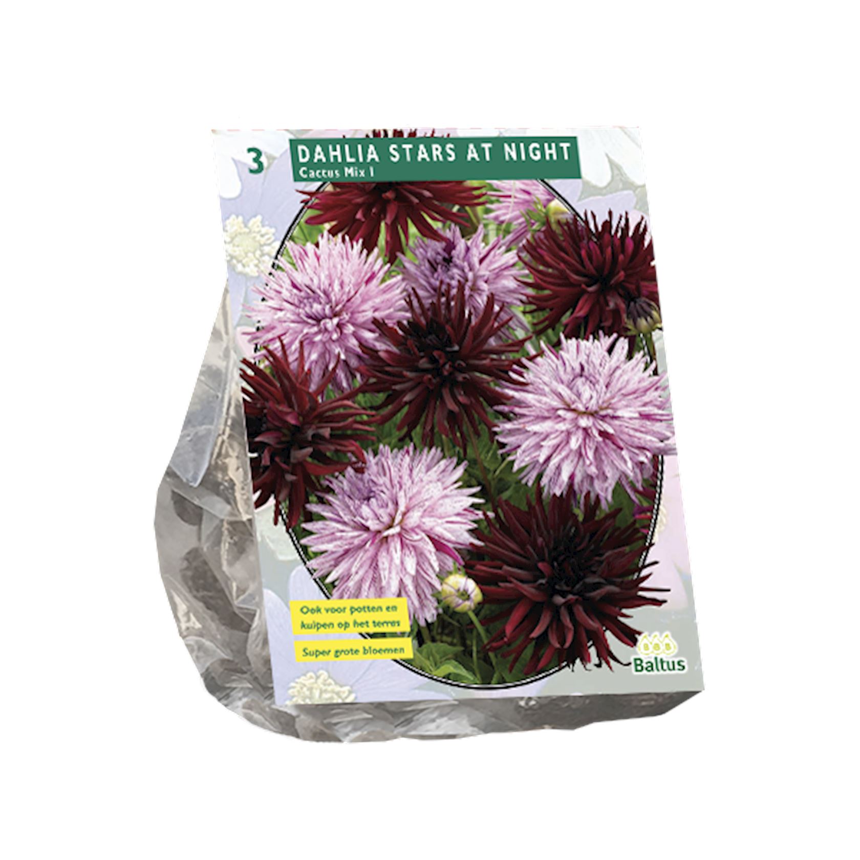 dahlia-stars-at-night-per-3