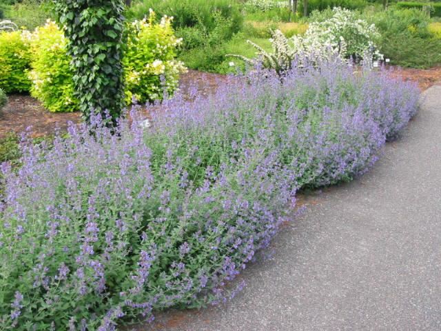 Plantenfiche-Nepeta-Six-Hills-Giant-
