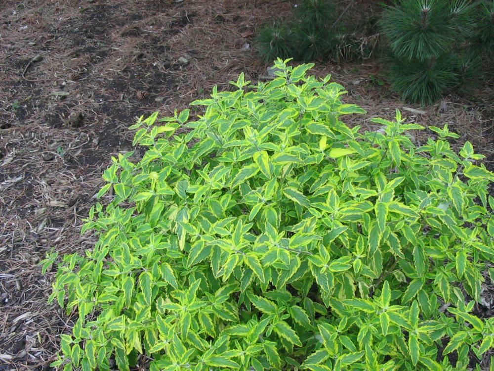Plantenfiche-Caryopteris-x-clandonensis-Summer-Sorbet-