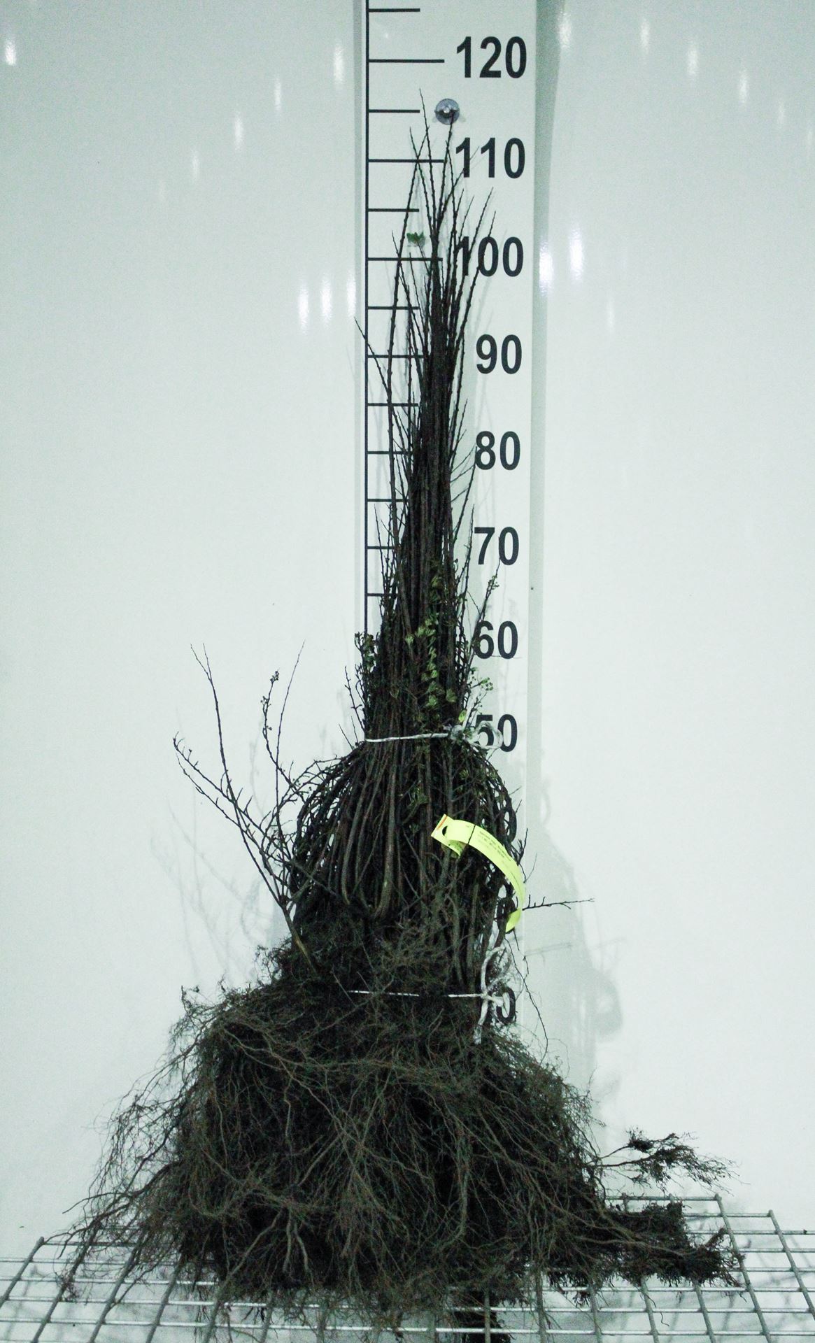 Spiraea nipponica 'Snowmound' - bare root - 60-90 cm - 3-5 branches