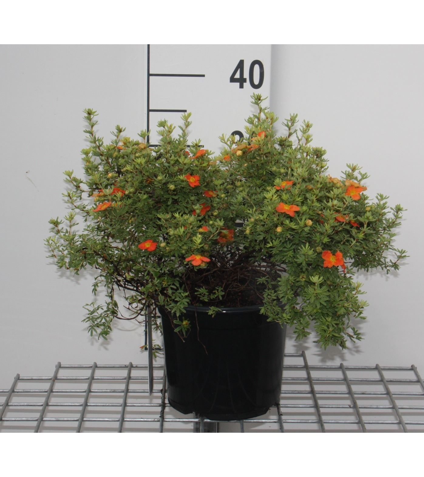 Potentilla fruticosa 'Red Ace' - pot 3L - 25-30 cm