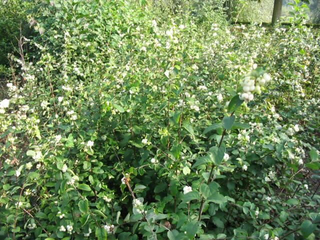 Plantenfiche-Symphoricarpos-x-doorenbosii-White-Hedge-