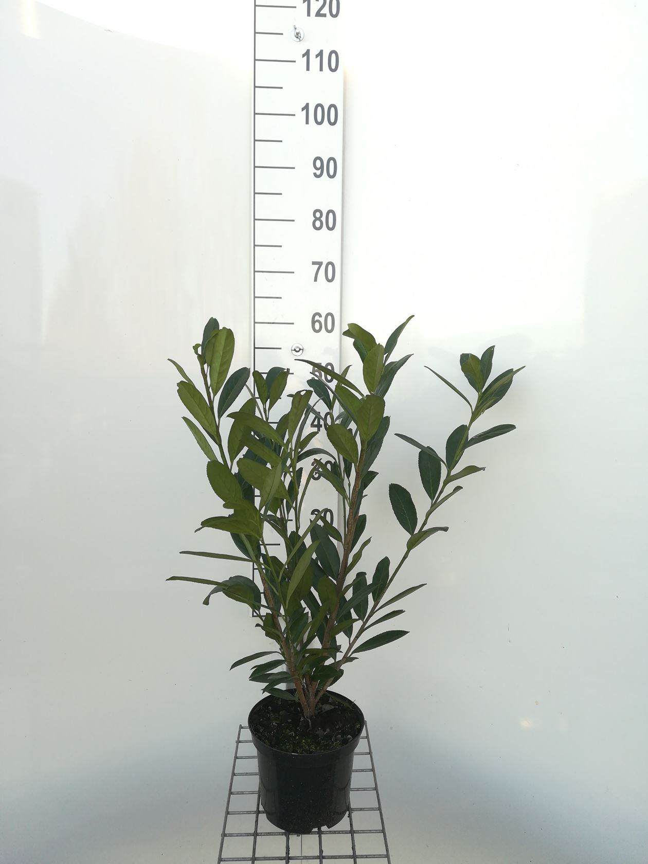 Prunus laurocerasus 'Caucasica' - pot - 40-60 cm