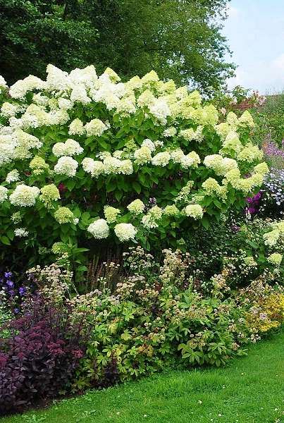 Hydrangea paniculata 'Limelight' - pot 35L - 125-150 cm