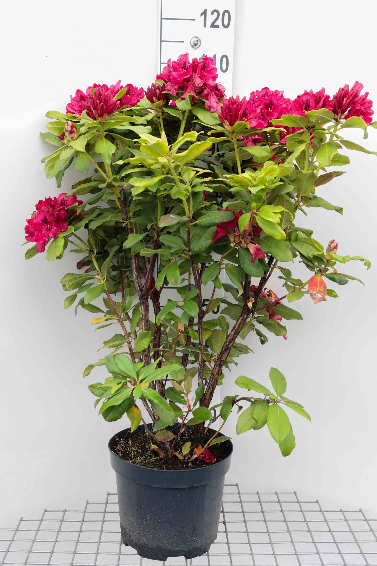 Rhododendron 'Lord Roberts' - pot 10L - 60-80 cm