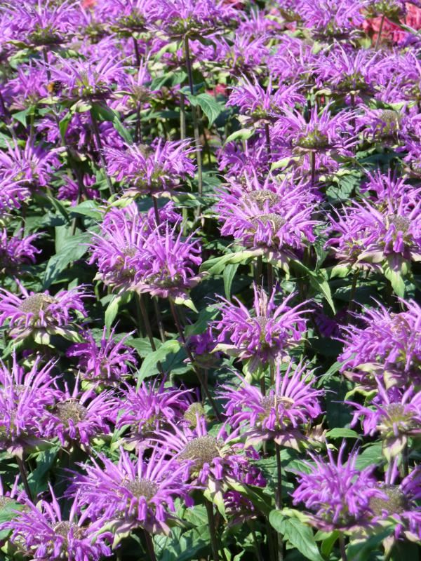 Plantenfiche-Monarda-Blaustrumpf-