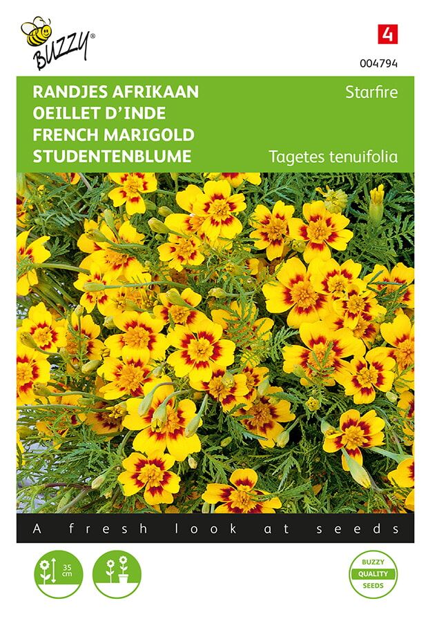 Buzzy-Tagetes-randjes-Afrikaan-Starfire