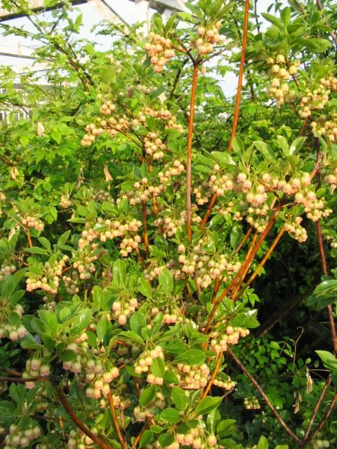 Plantenfiche-Enkianthus-campanulatus