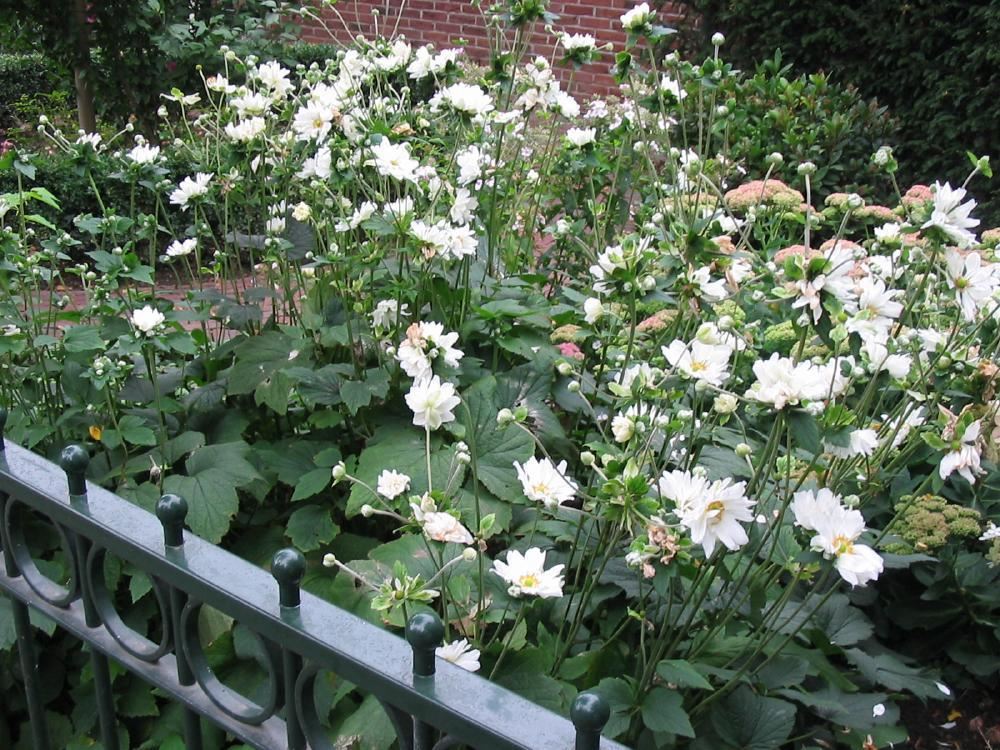 Plantenfiche-Anemone-x-hybrida-Whirlwind-