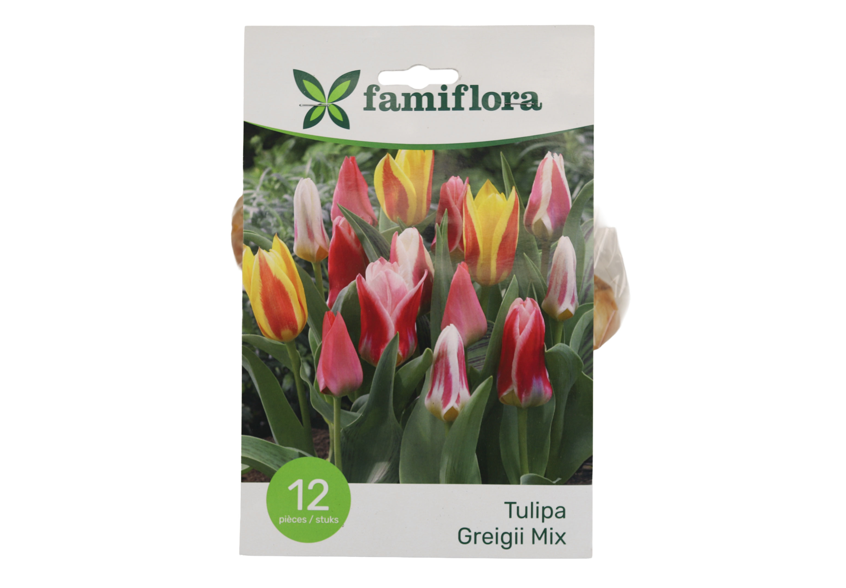 Famiflora Tulipa Greigii Mix - Voorjaarsbloeiers - 12 bloembollen