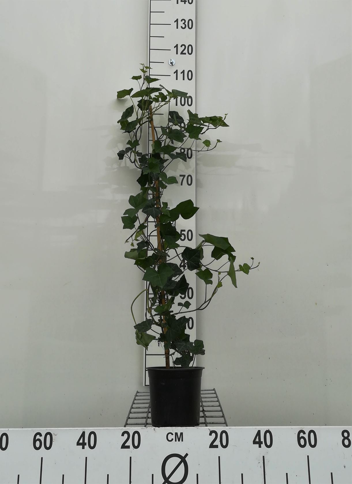 Hedera hibernica - pot - 100+ cm