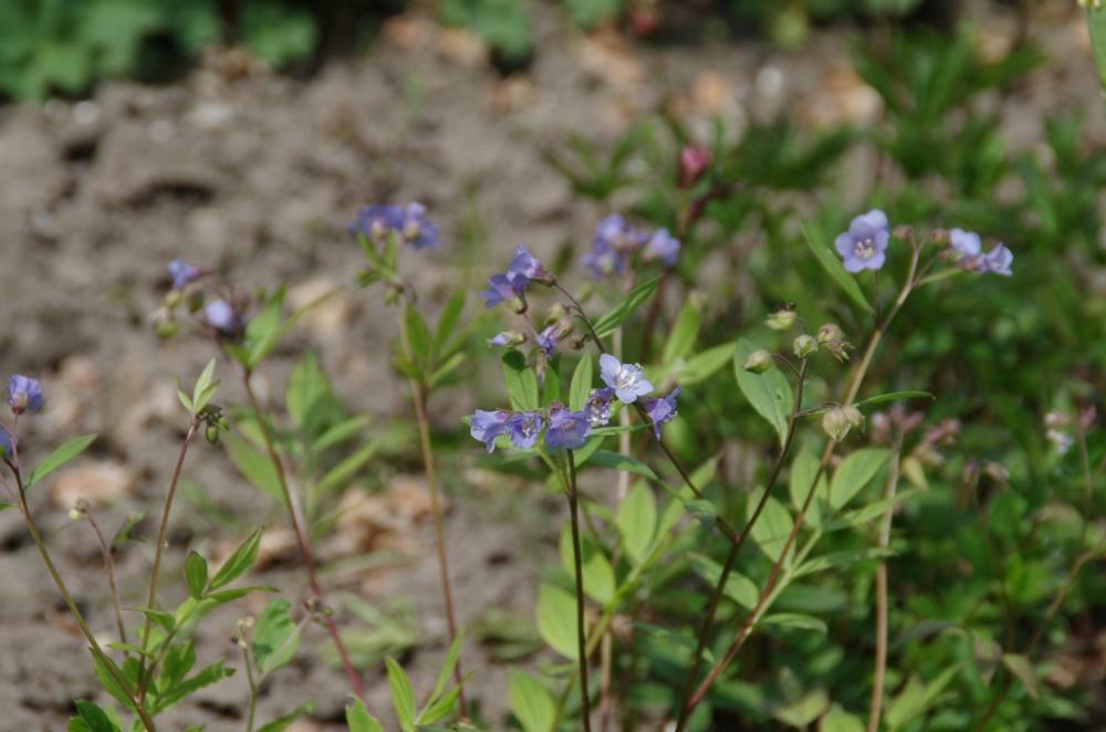 Plantenfiche-Polemonium-reptans-Blue-Pearl-