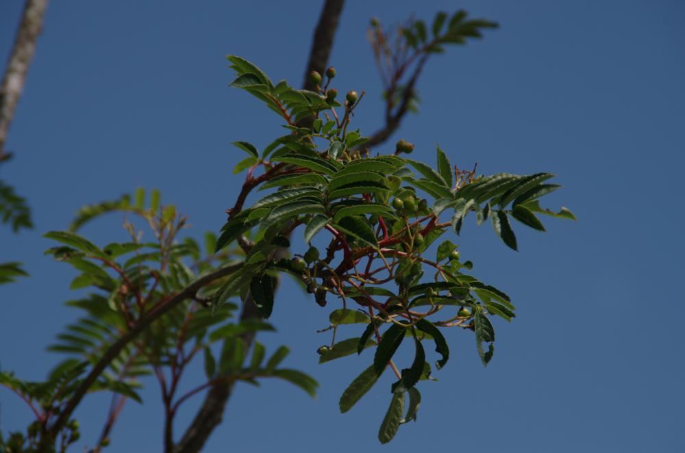 Plantenfiche-Sorbus-aucuparia