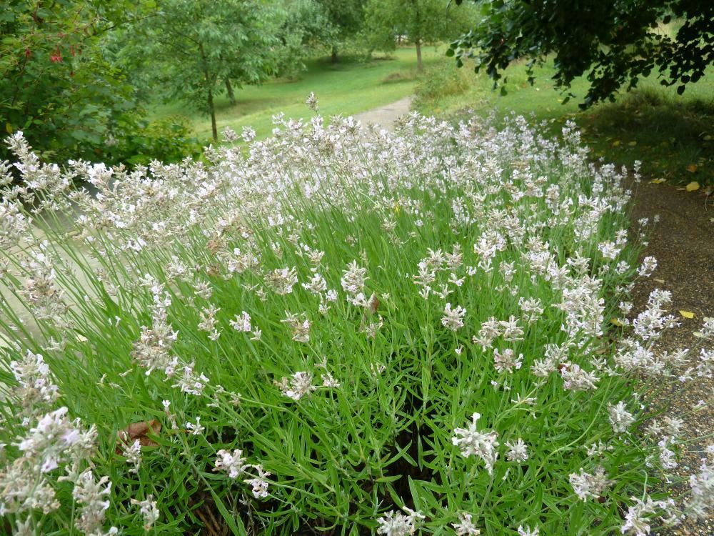 Plantenfiche-Lavandula-angustifolia-Rosea-Roze-Lavendel-
