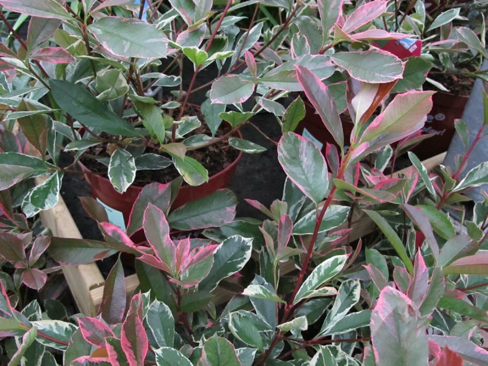 Plantenfiche-Photinia-x-fraseri-Cassini-Pink-Marble-